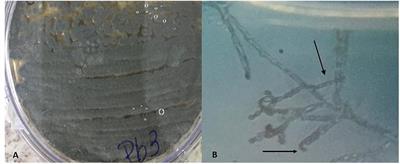 Antimicrobial Potential of Streptomyces ansochromogenes (PB3) Isolated From a Plant Native to the Amazon Against Pseudomonas aeruginosa